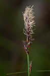 Blue Ridge sedge